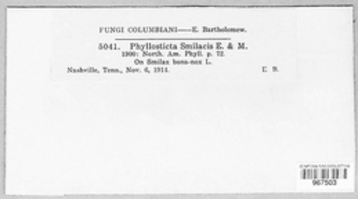 Phyllosticta subeffusa image